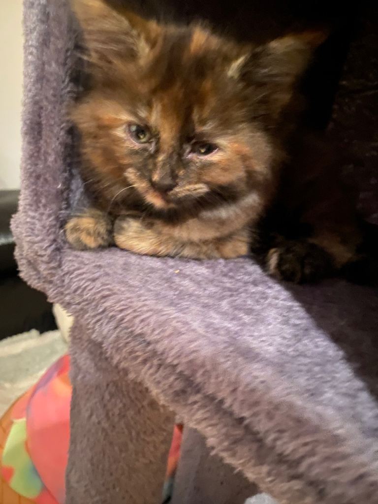 Beautiful Ragdoll Mix Kittens