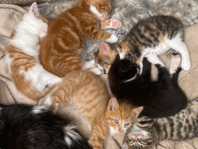 Kittens for sale