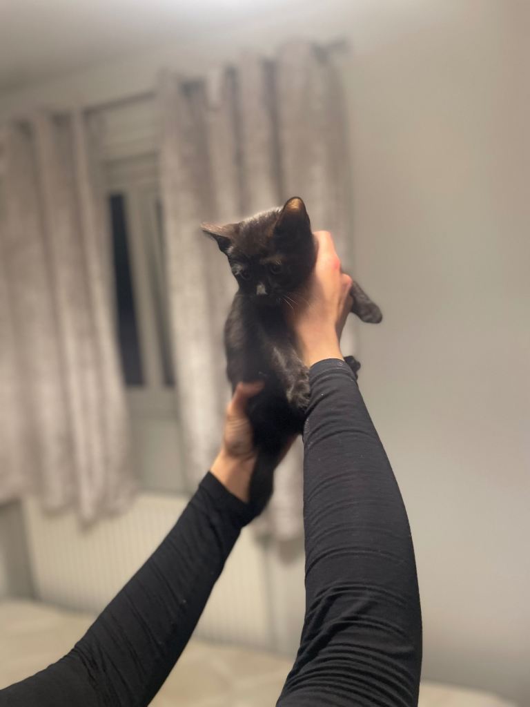 Beautiful most loving kittens for sale mixed colours 