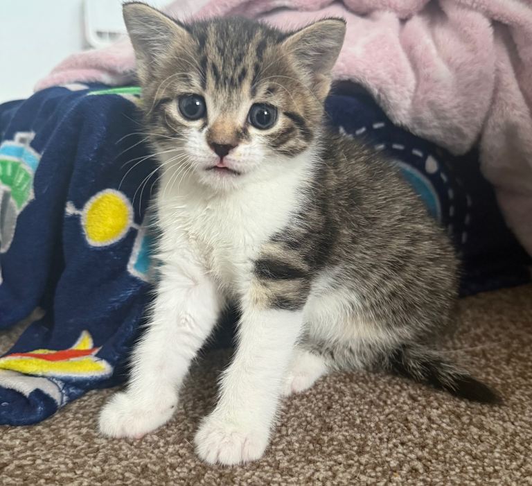 4 beautiful kittens