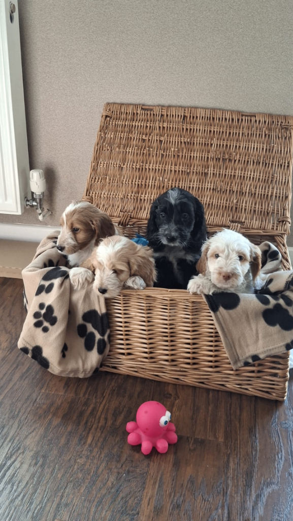 Cockerpoo f1 Puppies 