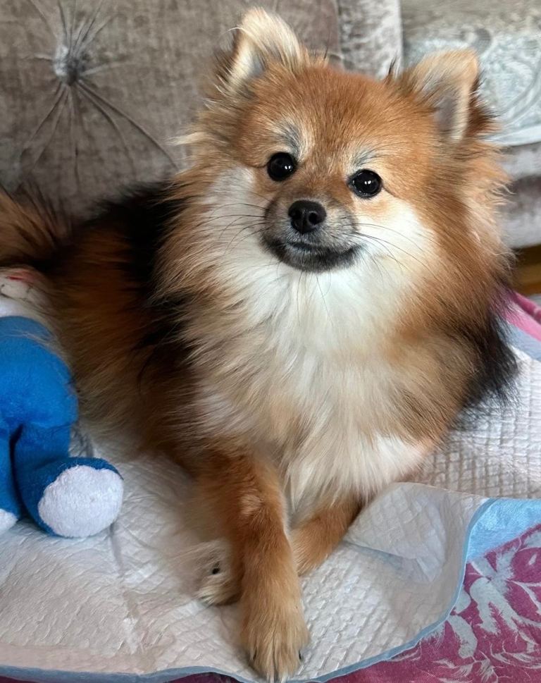 Adorable Young Female Dog Looking for Home