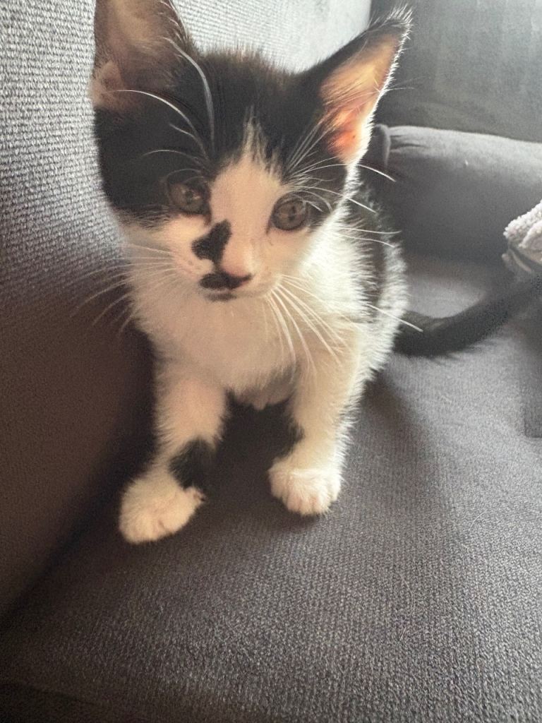 playful and friendly female kitten 12 weeks old