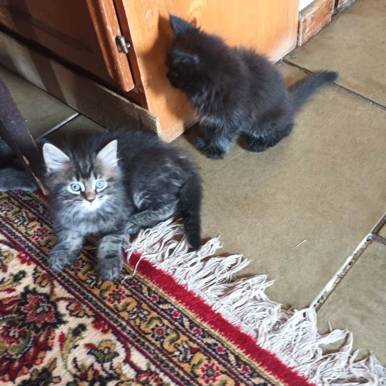 Ragdoll/Persian X Really Friendly Fluffy Kittens 