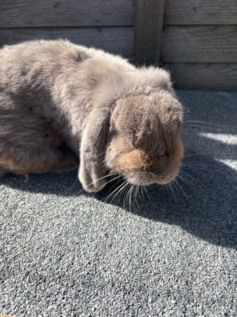 Mini lop rabbit buck | in Kingswood, Bristol | Gumtree