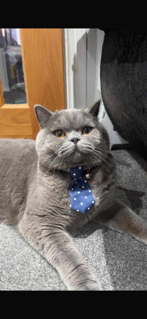British Shorthair Male -GCCF registered- Loving Home Wanted