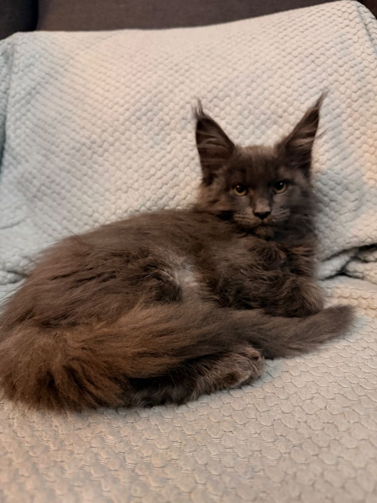 Blue Maincoon  girl ready to go new home 