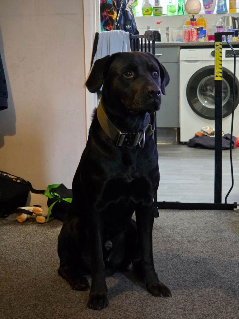 Lab/rottweiler 