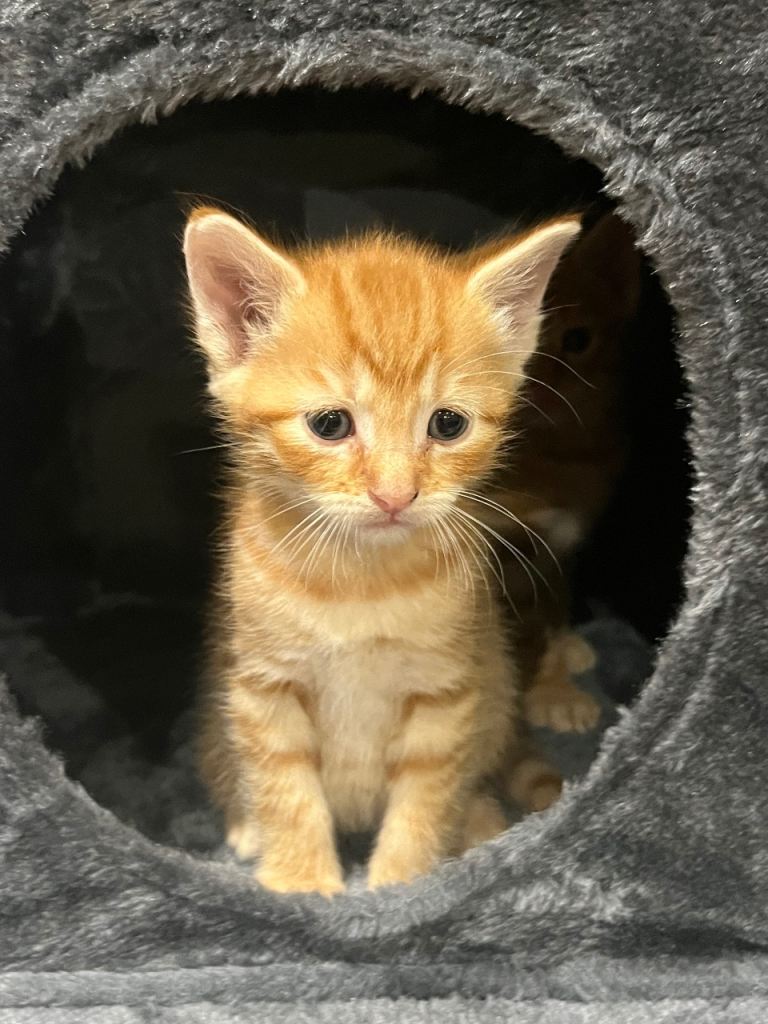 Male kittens