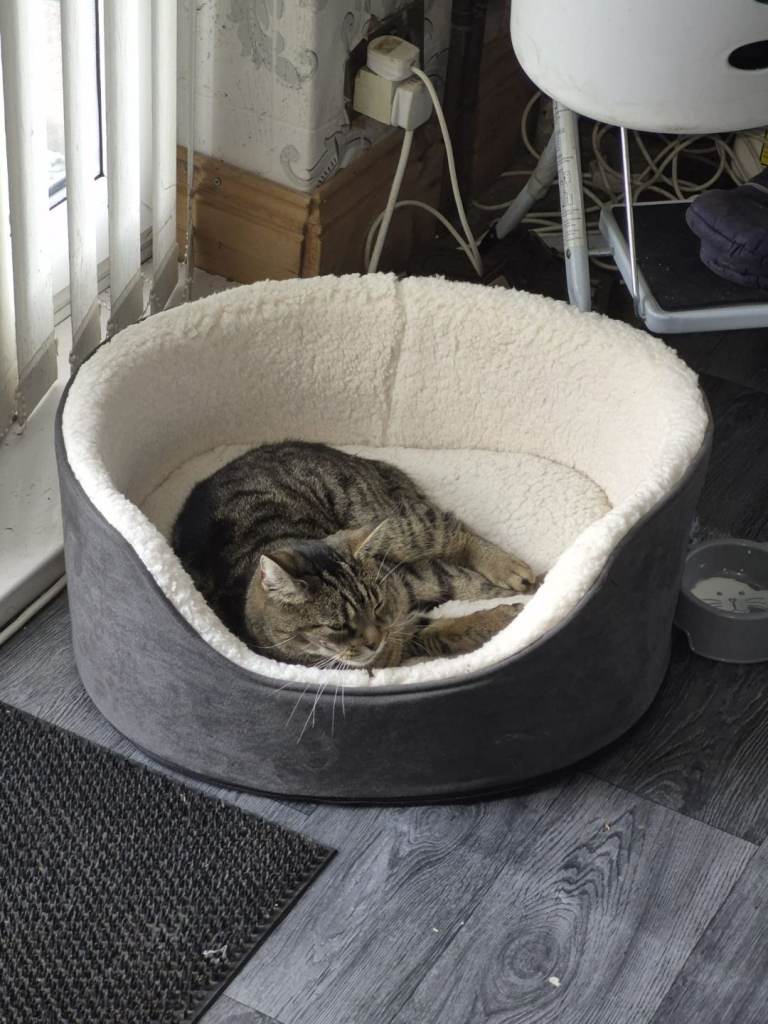 Narla, female tabby cat. 8 yearls old
