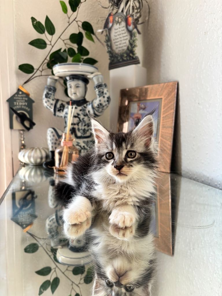Gorgeous Maine coon 