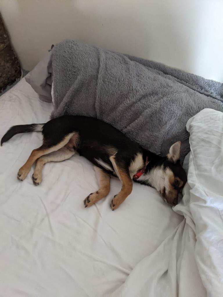 Chorkie Puppy 6months
