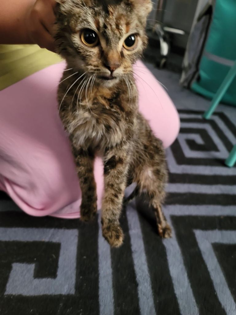 Bengal Female Kitten