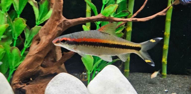 Tropical Fish - Torpedo Barbs & Angelfish