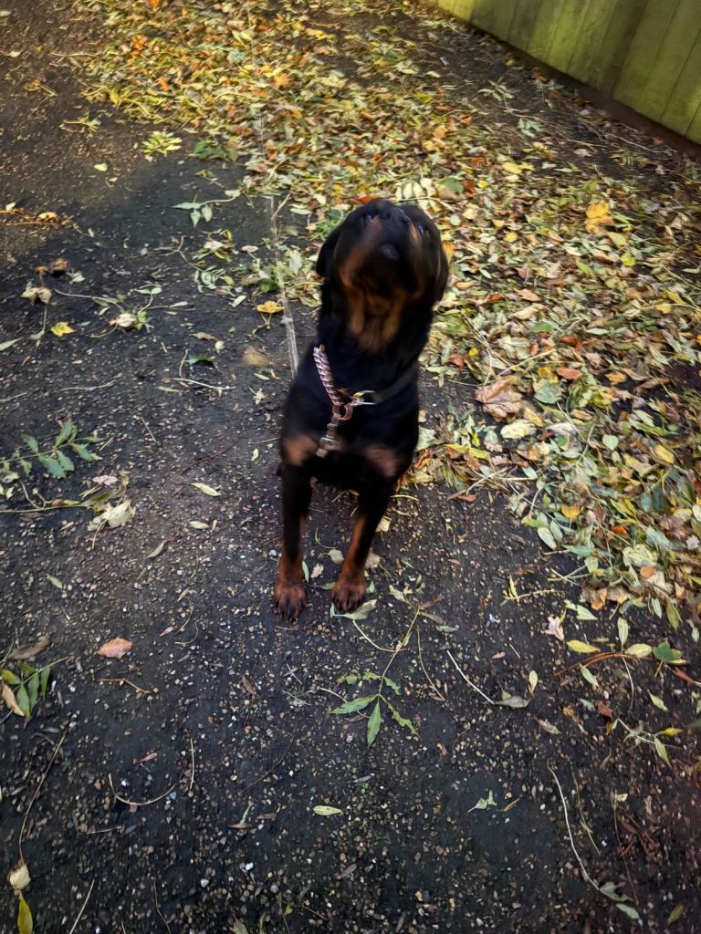 Rottweiler girl 2 year old
