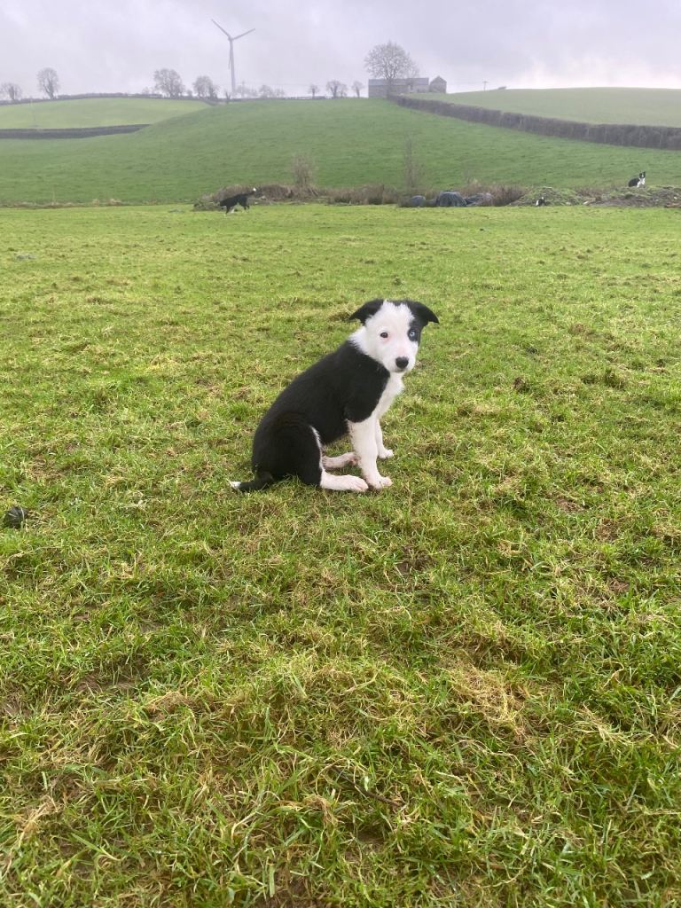 Collies puppies