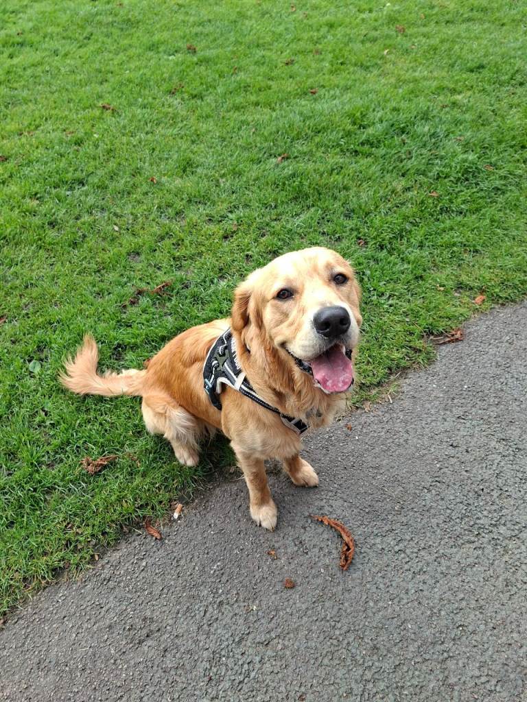  golden retriever 