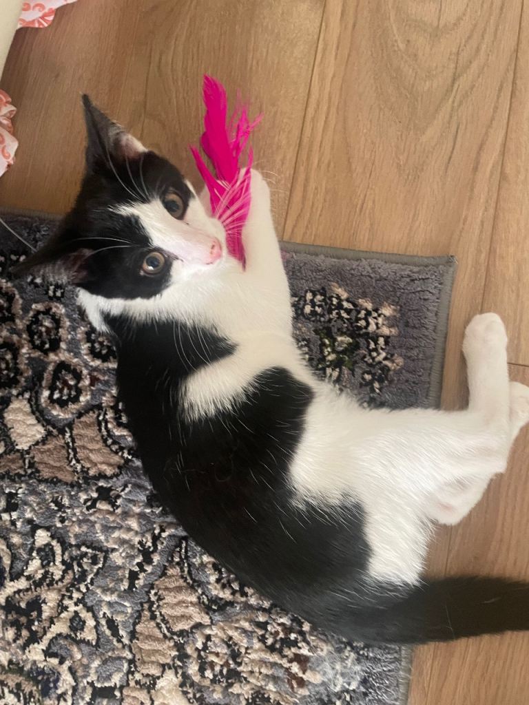 Black and white kitten for sale 