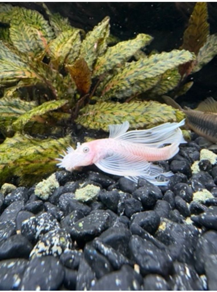 Tropical fish 