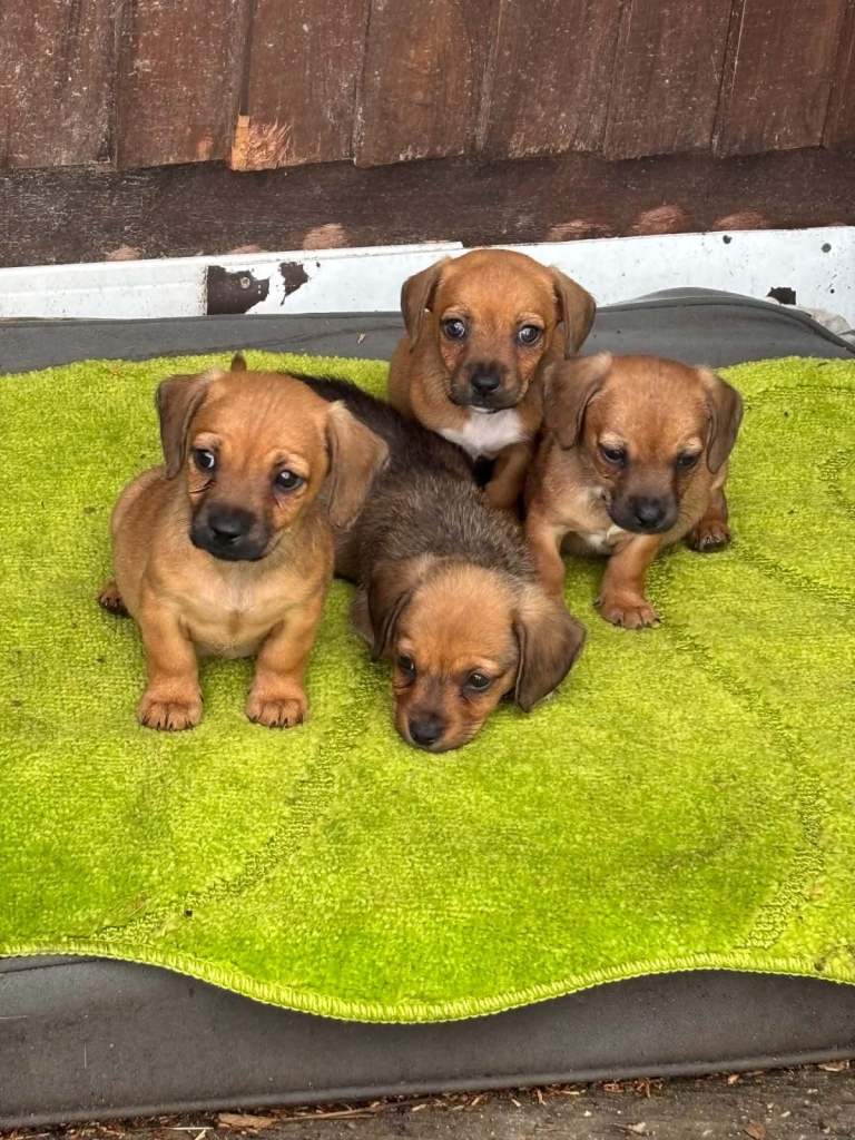 Patterdale puppies 