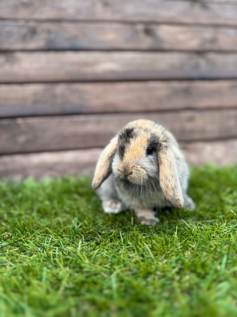 Mini lops