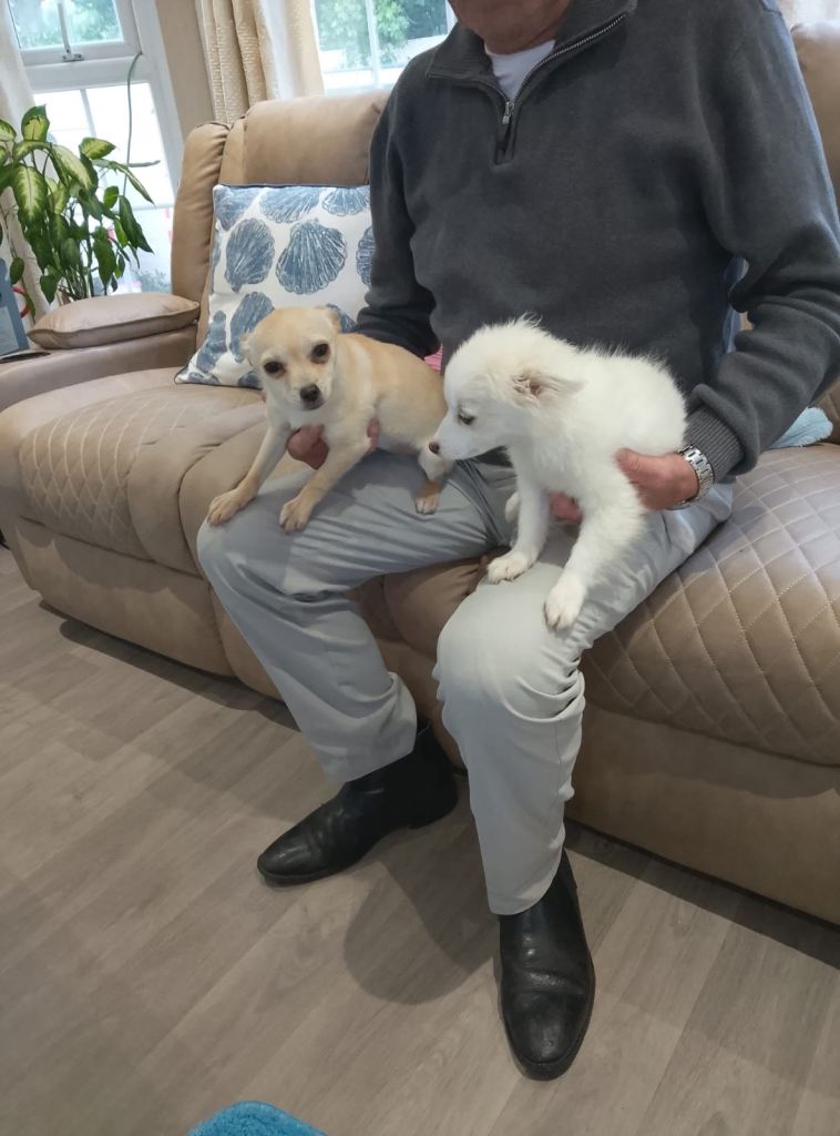 2 Female Chihuahua/Pomeranian Puppies