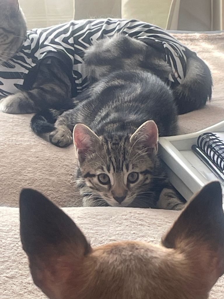 Beautiful kittens for sale