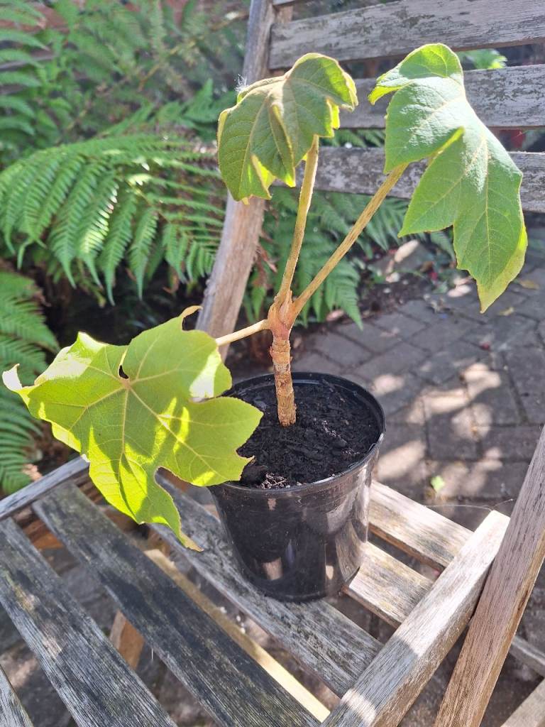 Tetrapanax Rex Papyifer 'T Rex' Rare Jungle Style UK Hardy Plant