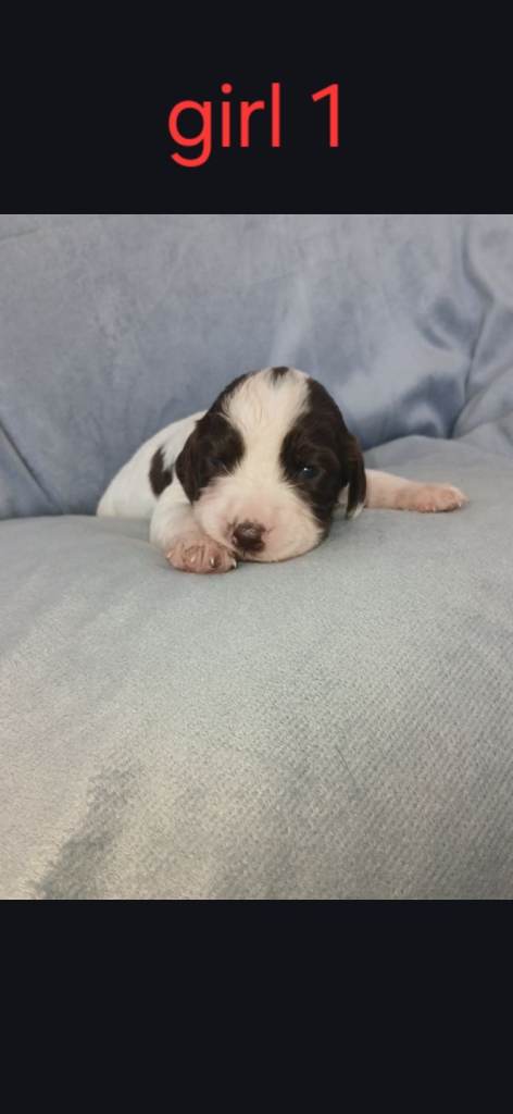 7 adorable sprocker puppies for sale