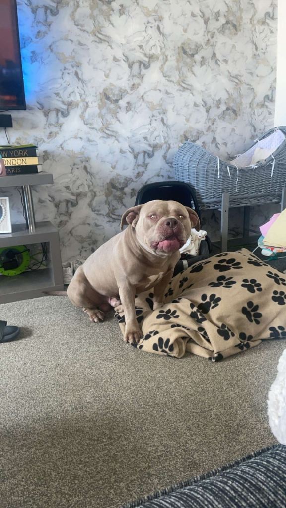 American pocket bully for sale 