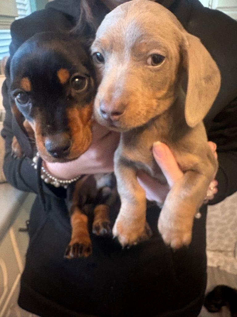 Miniature dachshunds 