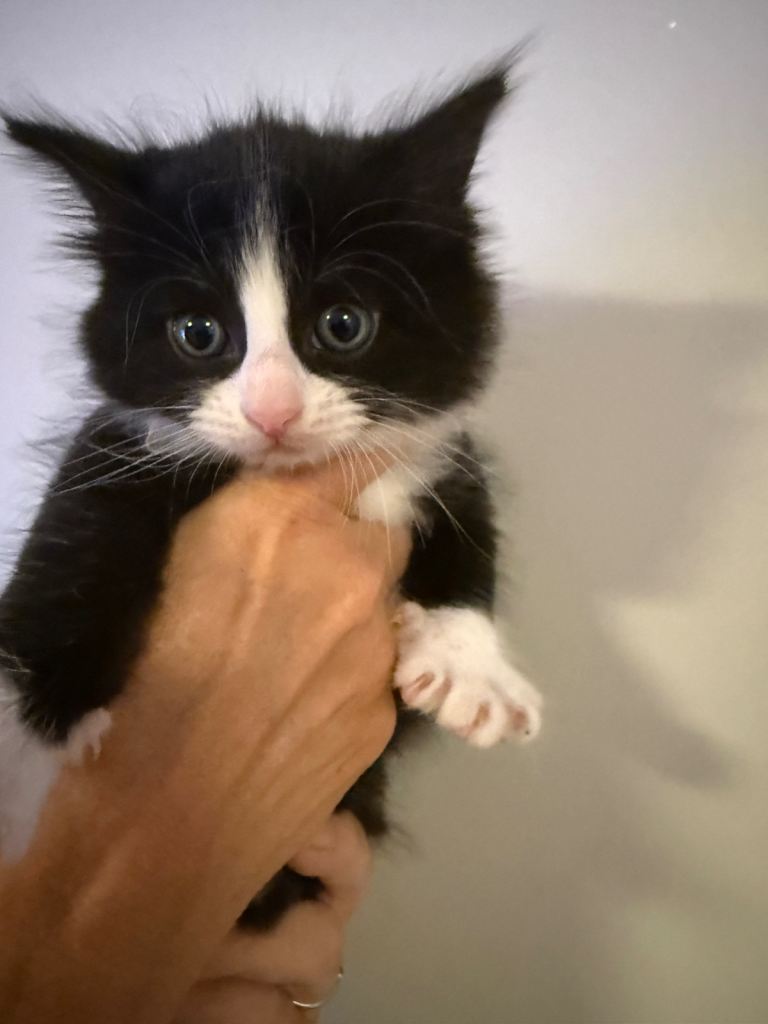 Kittens for sale