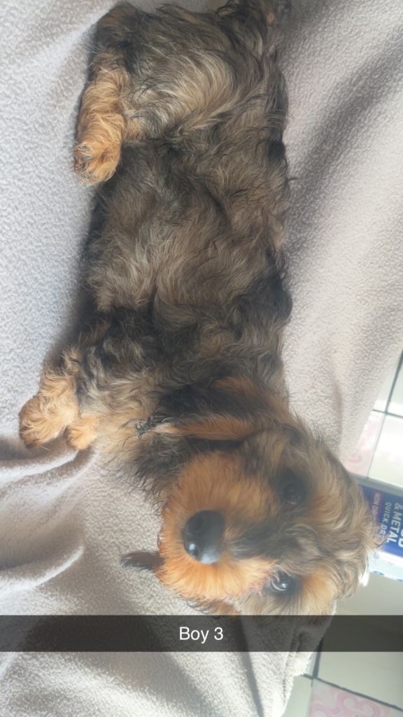 Miniature Dachshunds 