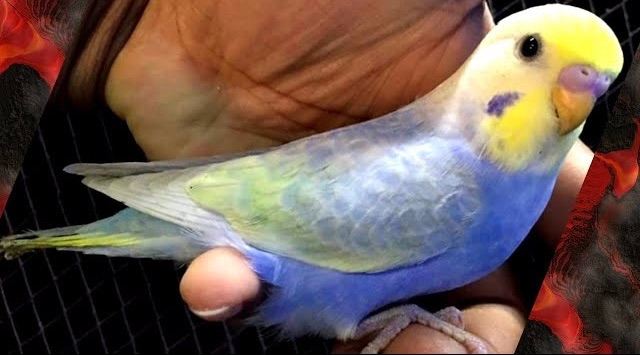 Baby budgies&cage&food