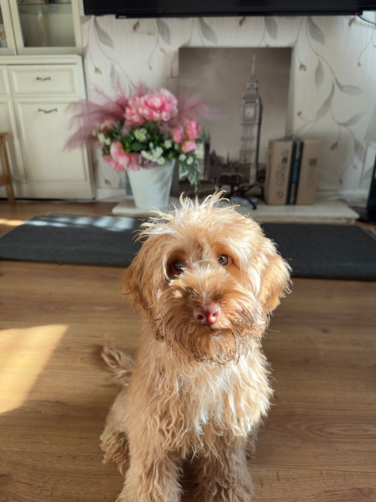 Beautiful Cockapoo 