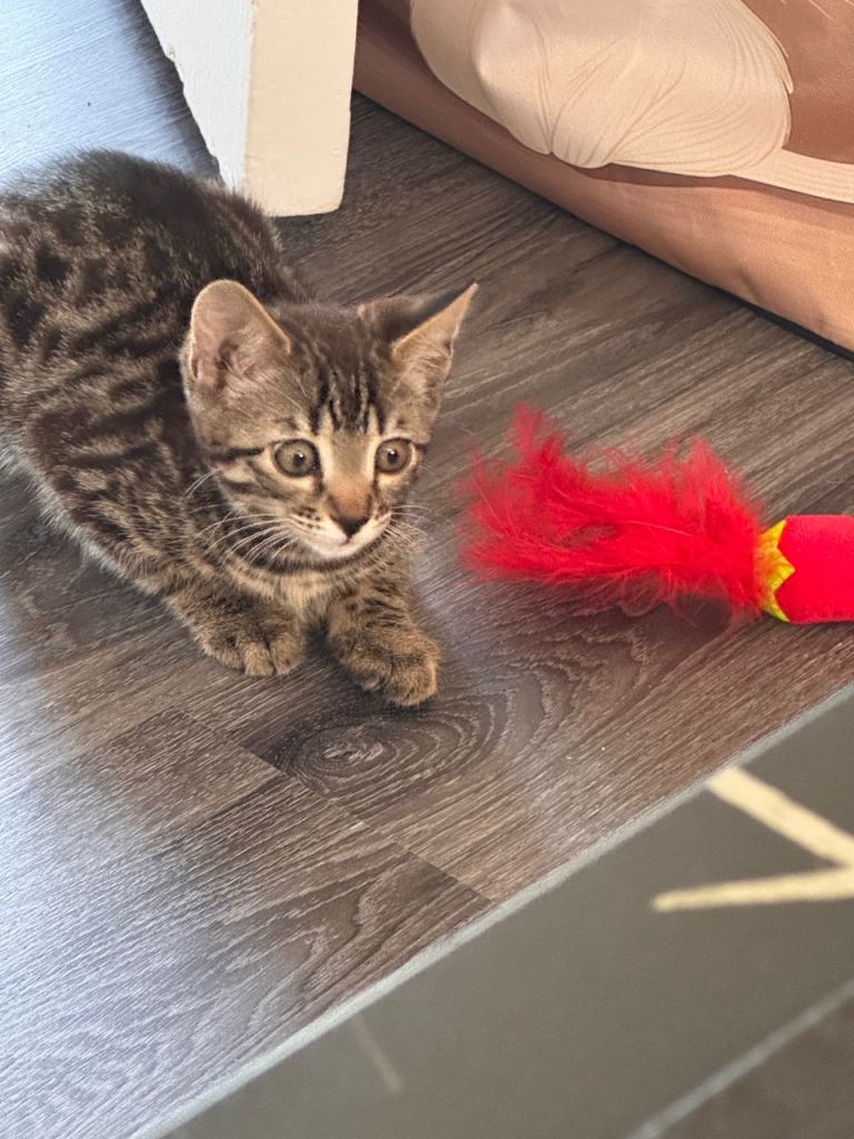 Gorgeous female cross bengal kitten 