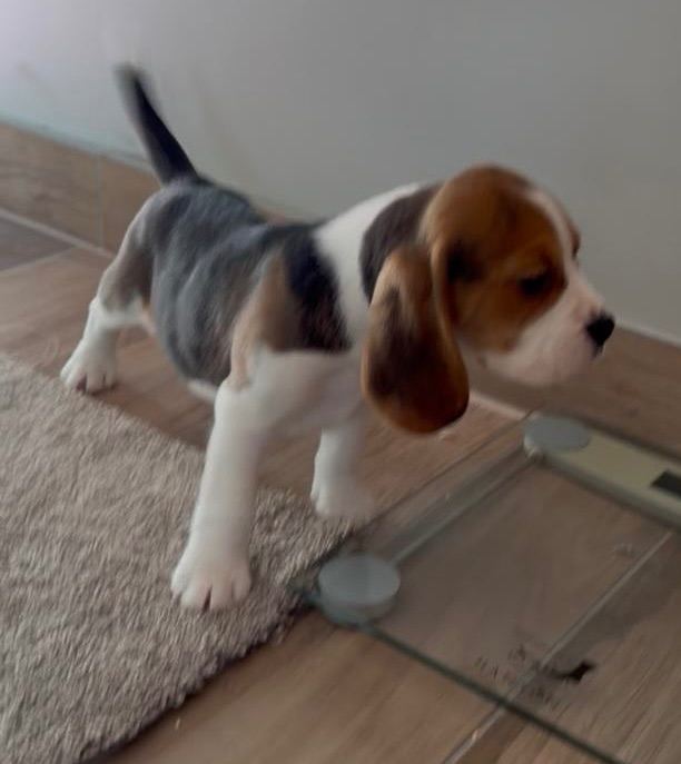 K c reg Charter-wood beagles  