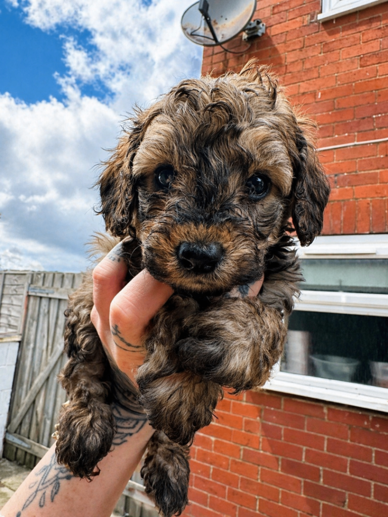Beautiful Toy Poodle Girl LAST ONE– Family Raised - Ready for Her Forever Homes NOW!