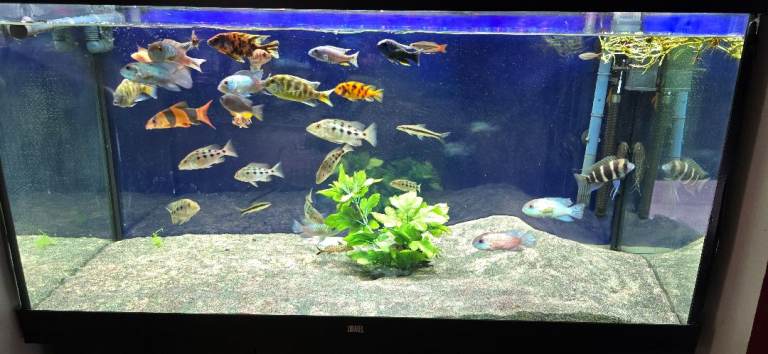 Various malawi cichlids (north London)