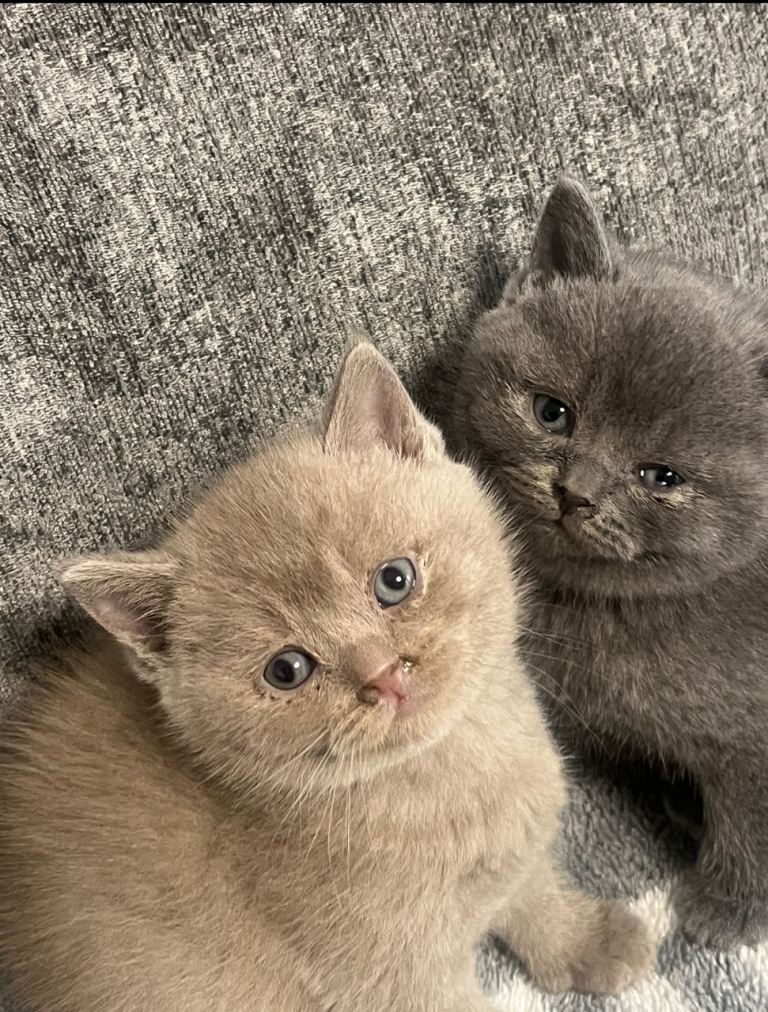 Lovely  British shorthair kittens only 2 males left 