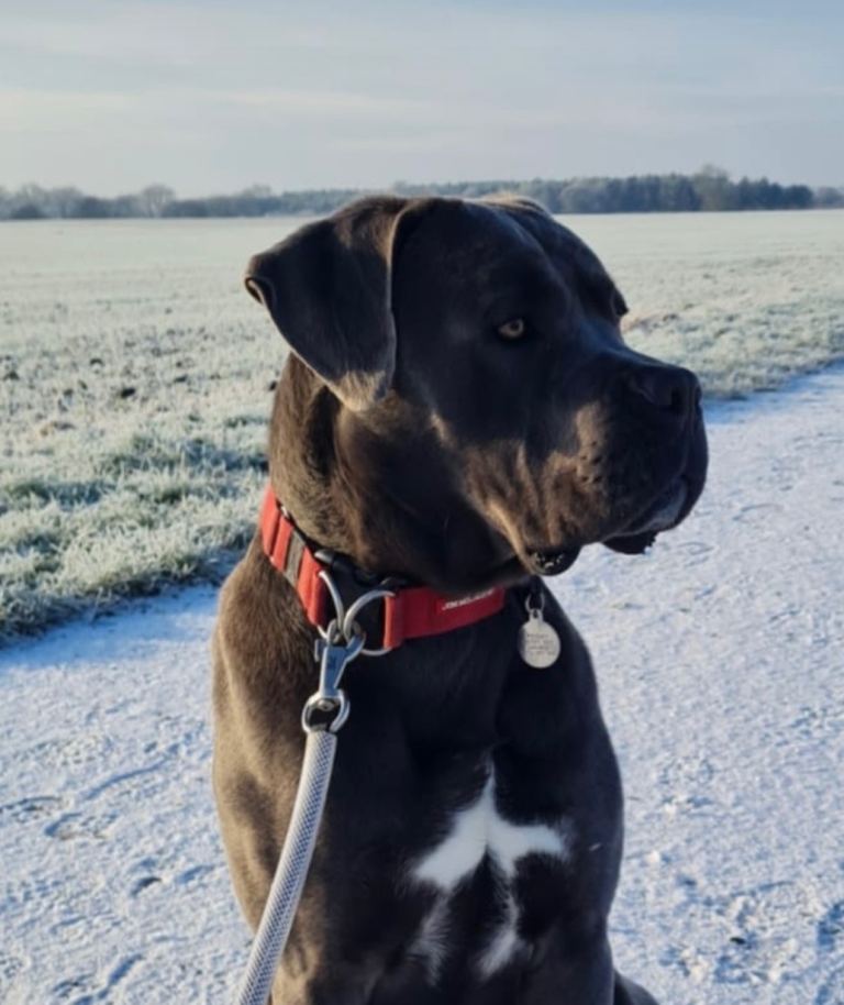 Cane Corso 