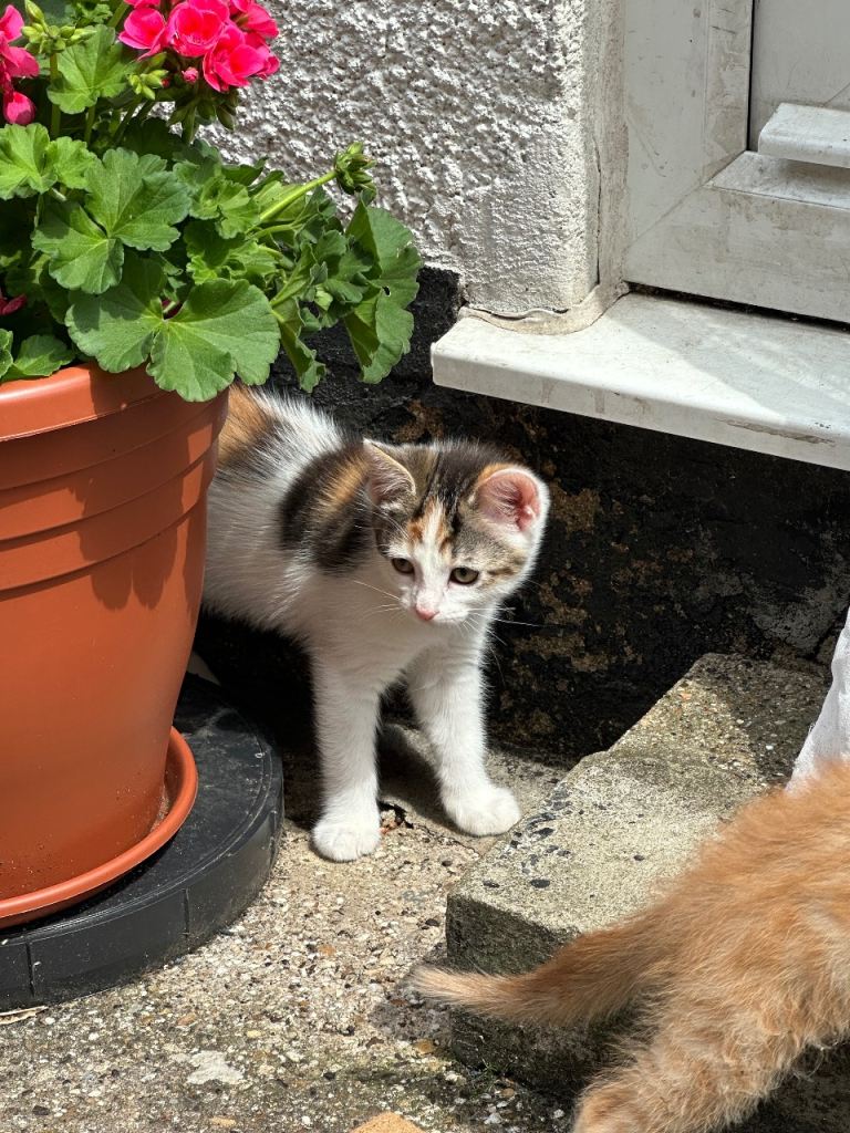 Gorgeous 2 month old kittens for sale, read description for more!