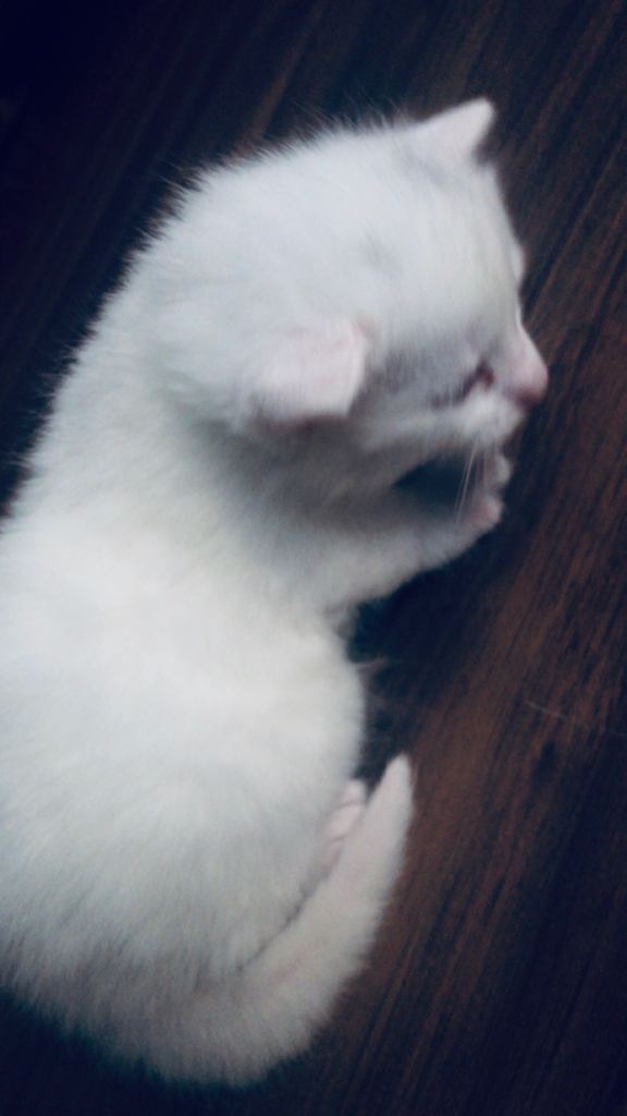 2 beautiful female kittens for sale Bradford.