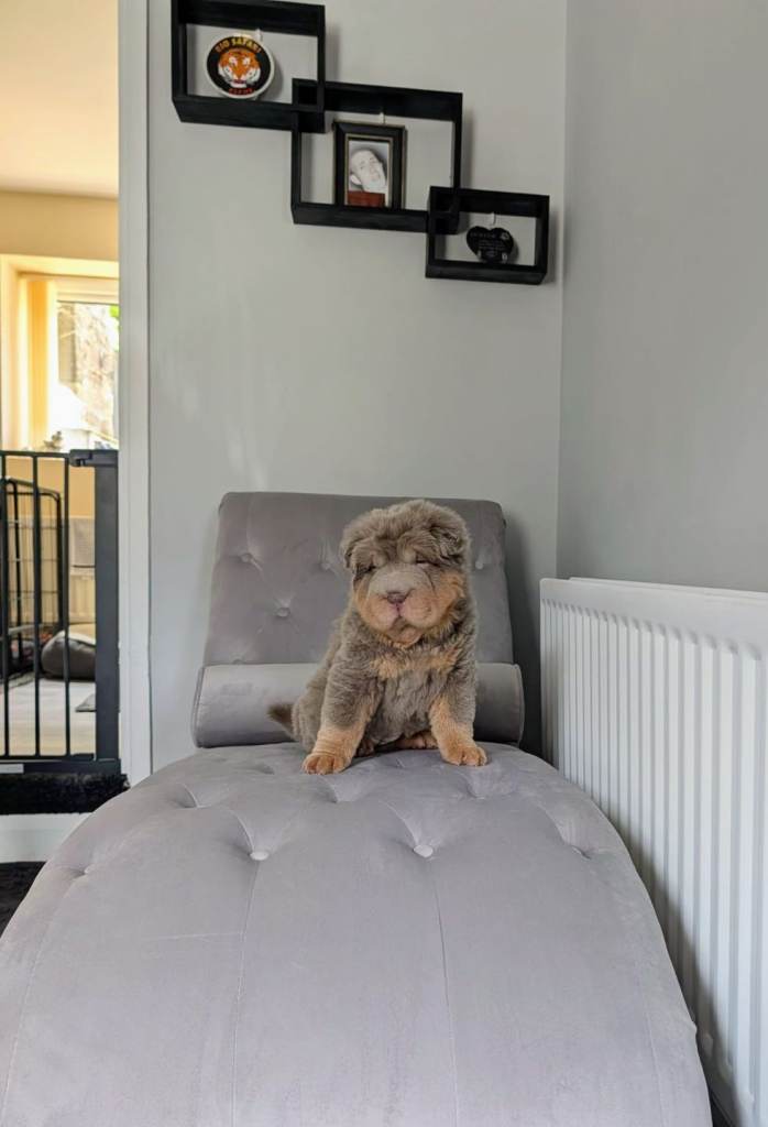 SHAR PEI (Rare Bear Coat Pups)  READY NOW