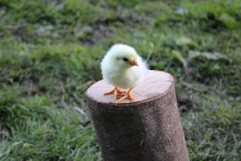 Chicken Chicks