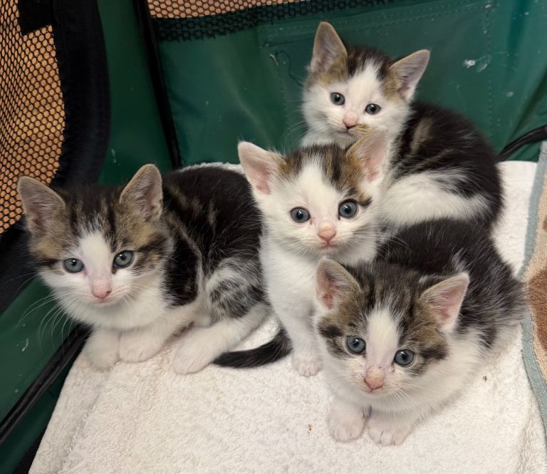 Kittens ready to go now