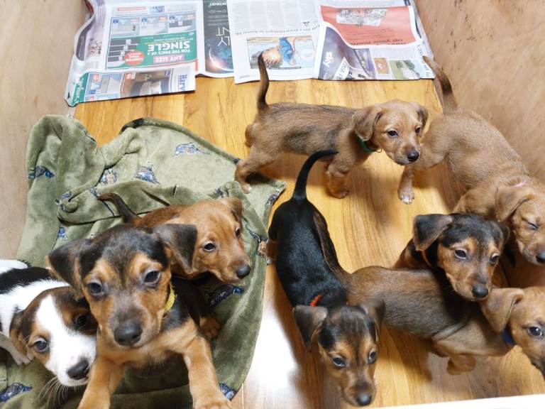 Lakeland terrier x Beagle puppies