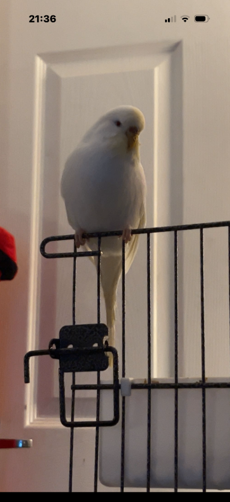 Budgies for sale 