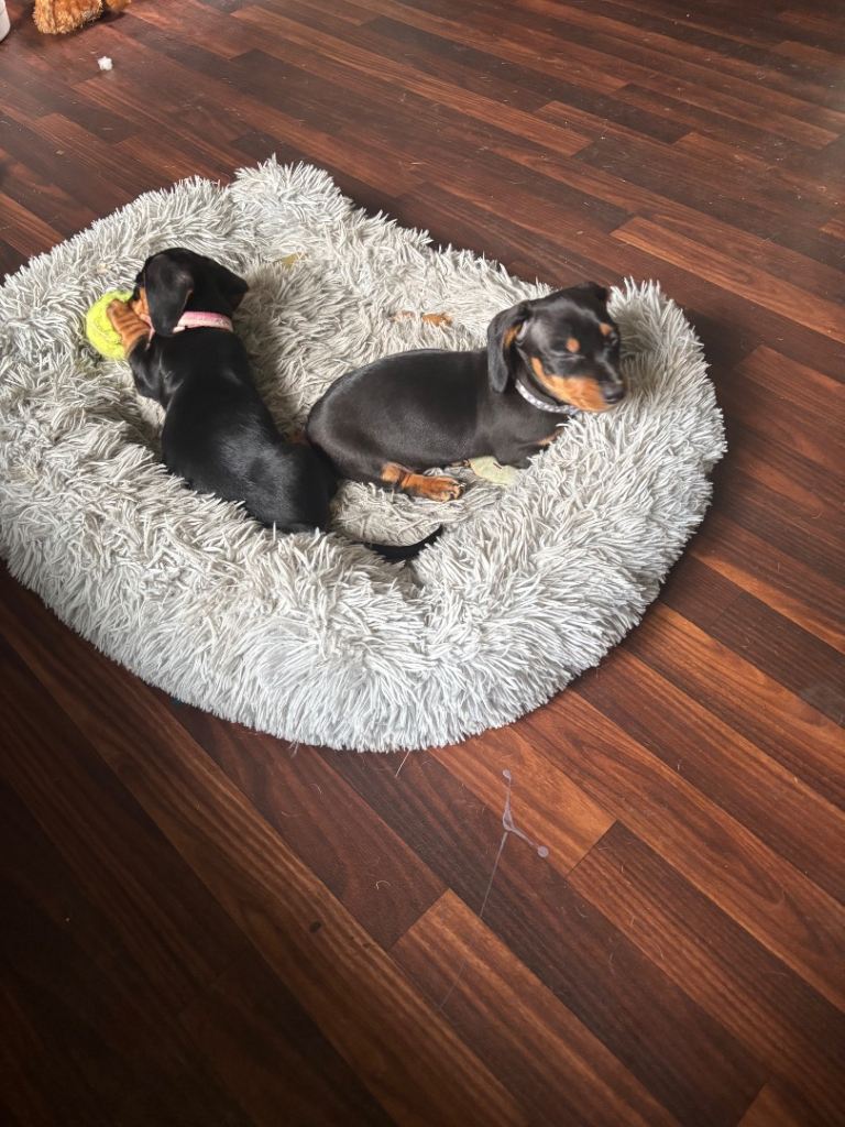 Dachshund Puppies 