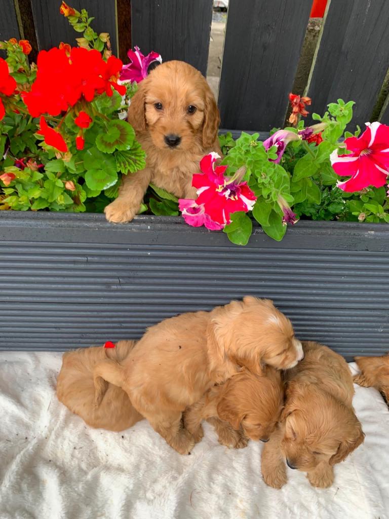 F1 cockapoo pups for sale 